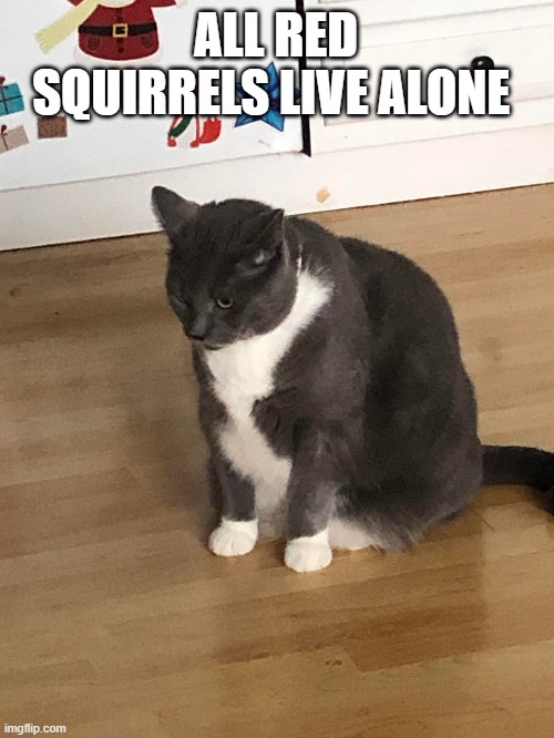 ALL RED SQUIRRELS LIVE ALONE | made w/ Imgflip meme maker
