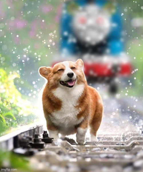 Corgi Train | image tagged in corgi train | made w/ Imgflip meme maker