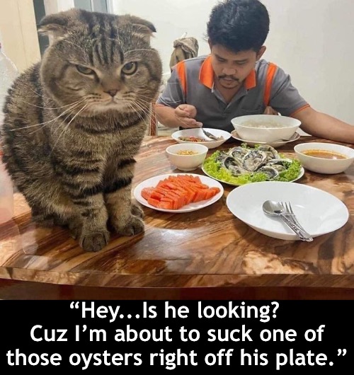 “Hey...Is he looking? 
Cuz I’m about to suck one of those oysters right off his plate.” | image tagged in funny memes,cats | made w/ Imgflip meme maker