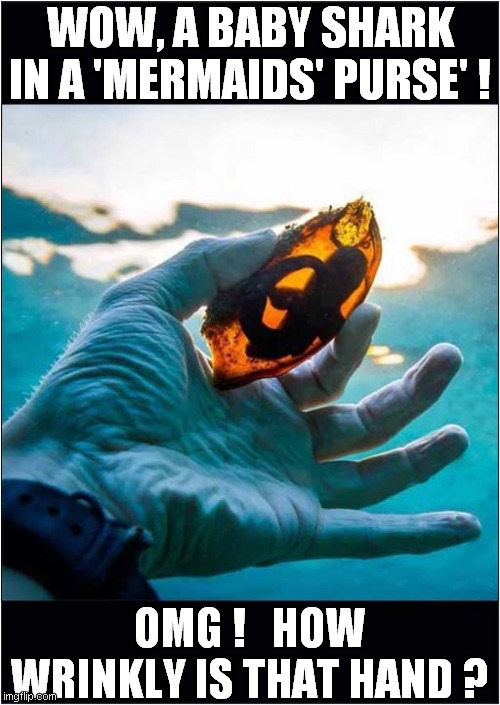 Sharks' Egg - Wrinkly Hand ! | WOW, A BABY SHARK IN A 'MERMAIDS' PURSE' ! OMG !   HOW WRINKLY IS THAT HAND ? | image tagged in fun,sharks,wrinkles | made w/ Imgflip meme maker