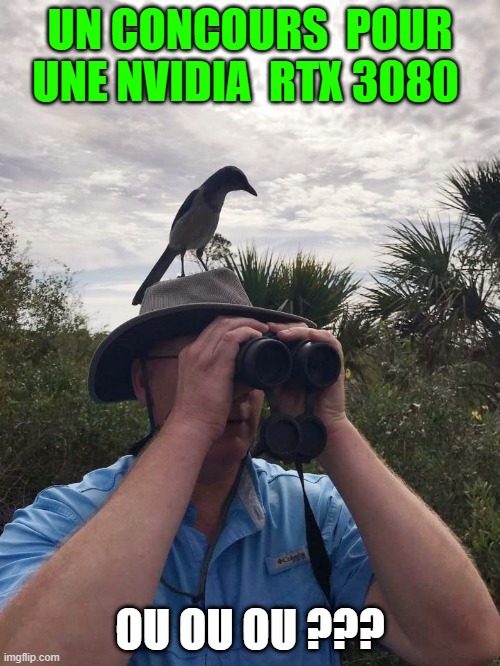 Looking intently for the Florida Scrub-jay. No luck. | UN CONCOURS  POUR UNE NVIDIA  RTX 3080; OU OU OU ??? | image tagged in looking intently for the florida scrub-jay no luck | made w/ Imgflip meme maker