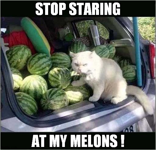 They're Mine ... All Mine ! | STOP STARING; AT MY MELONS ! | image tagged in cats,melon | made w/ Imgflip meme maker