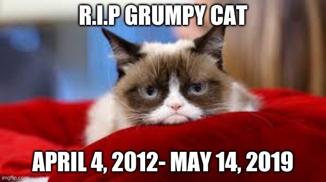 R.I.P GRUMPY CAT APRIL 4, 2012- MAY 14, 2019 | made w/ Imgflip meme maker