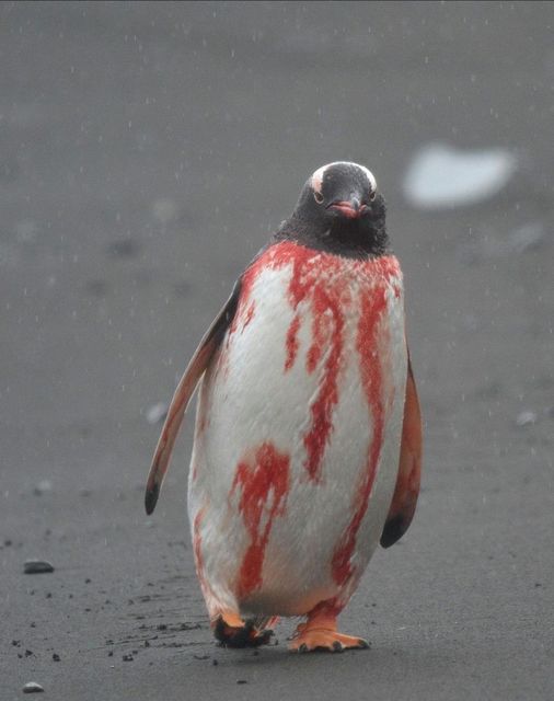 High Quality Bloody penguin Blank Meme Template