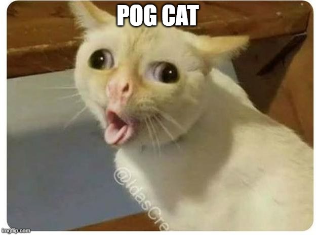 POGGGGGG CATT - Imgflip