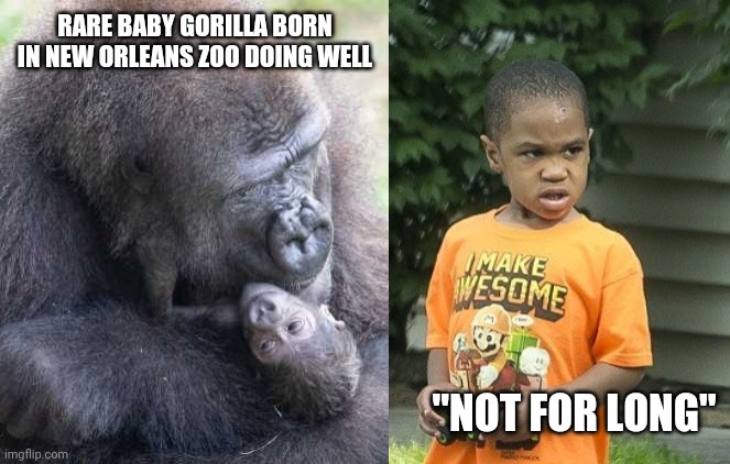 Gorilla Killa | RARE BABY GORILLA BORN IN NEW ORLEANS ZOO DOING WELL; "NOT FOR LONG" | image tagged in gorilla | made w/ Imgflip meme maker