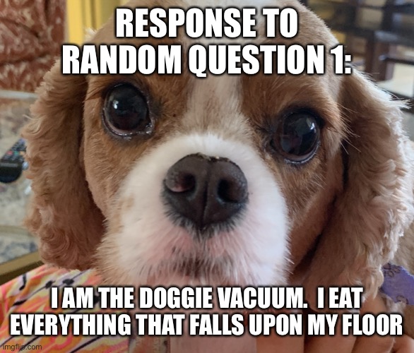 My dogs response to random question one | RESPONSE TO RANDOM QUESTION 1:; I AM THE DOGGIE VACUUM.  I EAT EVERYTHING THAT FALLS UPON MY FLOOR | made w/ Imgflip meme maker