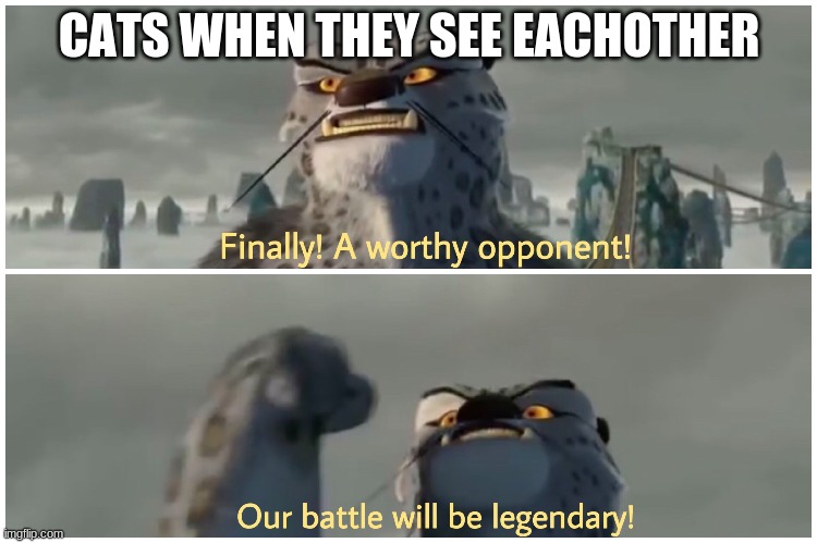 Our Battle Will Be Legendary | CATS WHEN THEY SEE EACHOTHER | image tagged in our battle will be legendary | made w/ Imgflip meme maker
