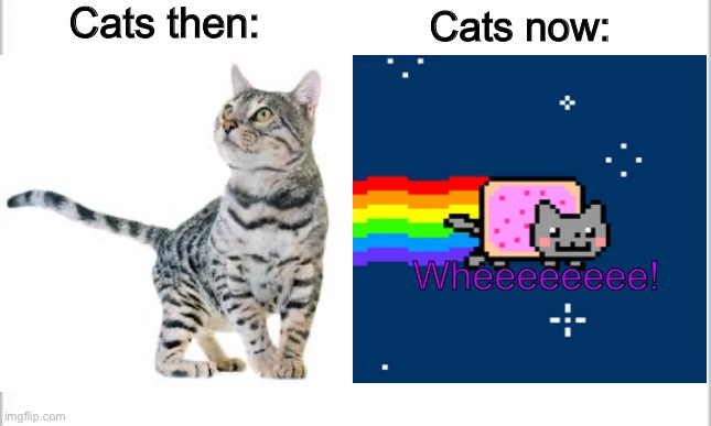 Cats Rule!!! | Cats then:; Cats now:; Wheeeeeeee! | image tagged in white background,cats,nyan cat,funny cat | made w/ Imgflip meme maker