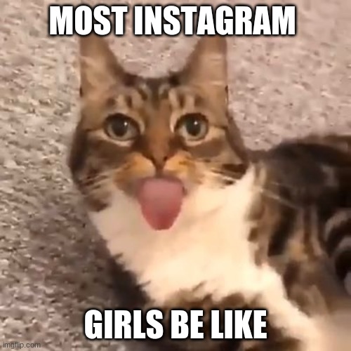 cat with tonge | MOST INSTAGRAM; GIRLS BE LIKE | image tagged in cats | made w/ Imgflip meme maker