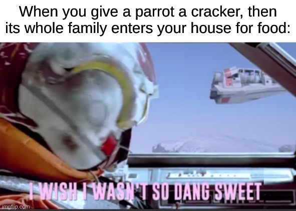 I wish I wasn't so dang sweet | When you give a parrot a cracker, then its whole family enters your house for food: | image tagged in i wish i wasn't so dang sweet | made w/ Imgflip meme maker