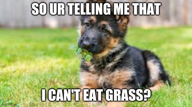 Doggo | SO UR TELLING ME THAT; I CAN'T EAT GRASS? | image tagged in dog | made w/ Imgflip meme maker