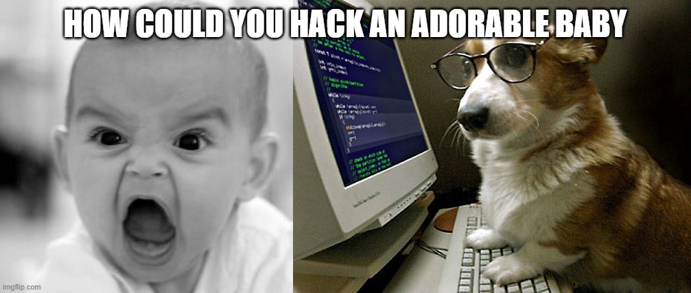 HOW COULD YOU HACK AN ADORABLE BABY | image tagged in memes,angry baby,corgi hacker | made w/ Imgflip meme maker