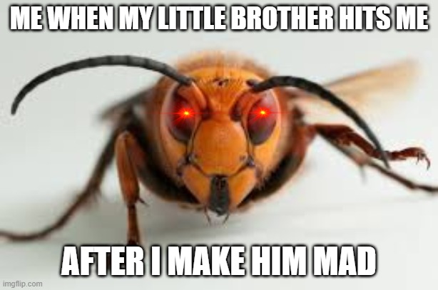 wasp | ME WHEN MY LITTLE BROTHER HITS ME; AFTER I MAKE HIM MAD | image tagged in wasp | made w/ Imgflip meme maker