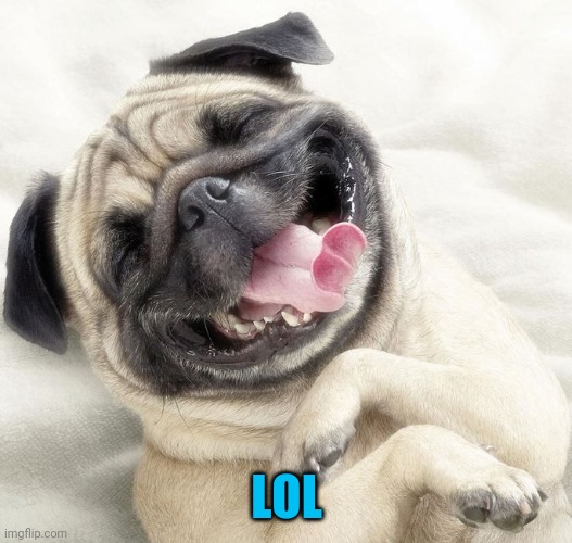 Nathan Lane dog | LOL | image tagged in nathan lane dog | made w/ Imgflip meme maker