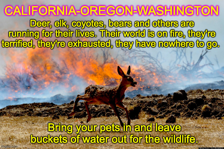 Don't vote for this. Please share for your friends in the west. Thx. | CALIFORNIA-OREGON-WASHINGTON; Deer, elk, coyotes, bears and others are running for their lives. Their world is on fire, they're terrified, they're exhausted, they have nowhere to go. Bring your pets in and leave buckets of water out for the wildlife. | image tagged in wildfires,wildlife | made w/ Imgflip meme maker