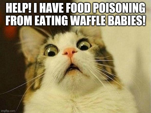 Scared Cat | HELP! I HAVE FOOD POISONING FROM EATING WAFFLE BABIES! | image tagged in memes,scared cat | made w/ Imgflip meme maker