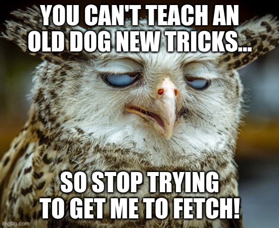 Twisted Proverbs No. 7 |  YOU CAN'T TEACH AN OLD DOG NEW TRICKS... SO STOP TRYING TO GET ME TO FETCH! | image tagged in twisted proverbs | made w/ Imgflip meme maker
