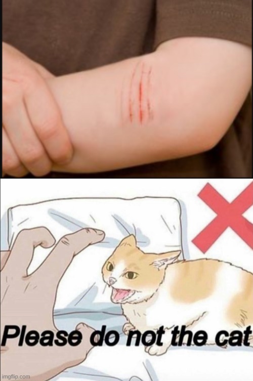 Cats are asshats | image tagged in please do not the cat | made w/ Imgflip meme maker