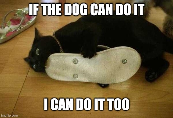 TEAR IT UP | IF THE DOG CAN DO IT; I CAN DO IT TOO | image tagged in cats,funny cats | made w/ Imgflip meme maker