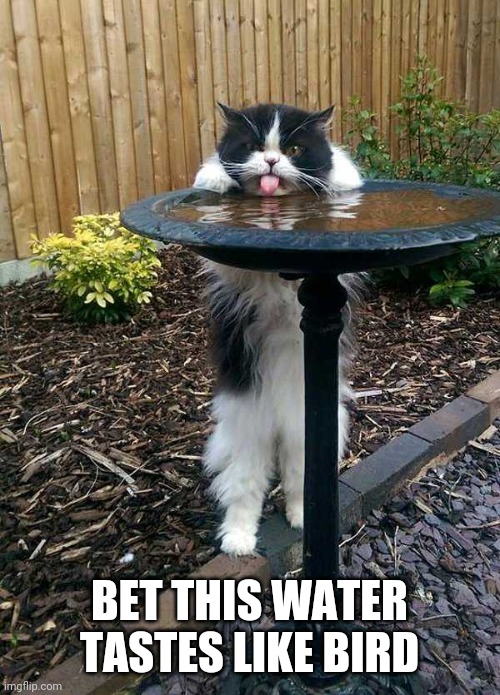 BIRDY FLAVOR | BET THIS WATER TASTES LIKE BIRD | image tagged in cats,funny cats | made w/ Imgflip meme maker