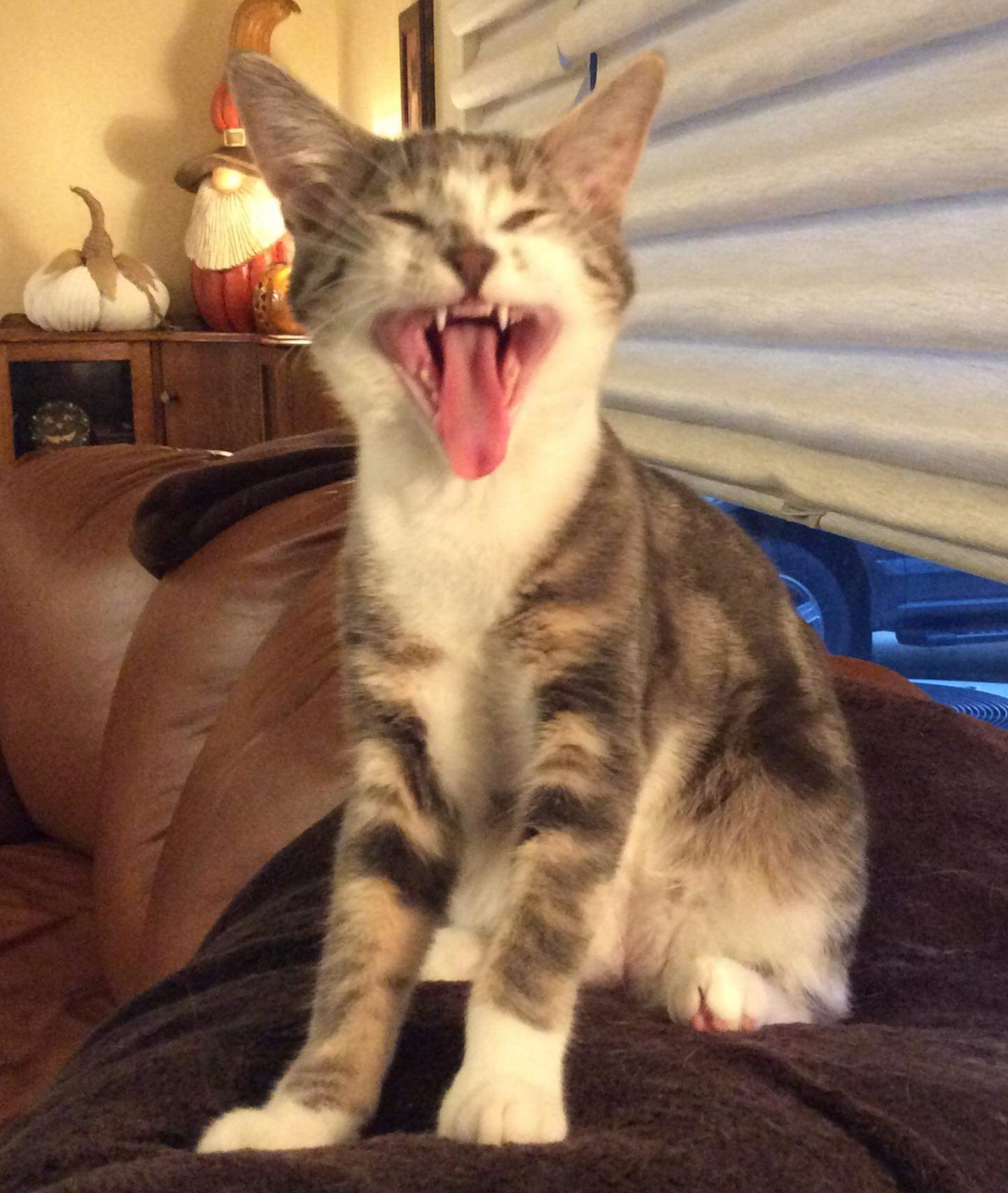 High Quality Cat yawn Blank Meme Template