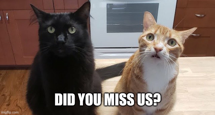 It was at this moment that they knew - the purrfect pair had returned | DID YOU MISS US? | image tagged in cole and marmadale,memes,cats | made w/ Imgflip meme maker