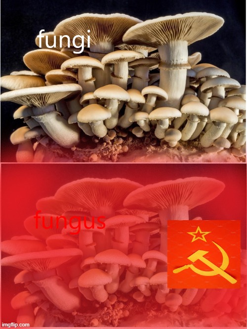 communist mushrooms | image tagged in funny memes,communism,mushrooms | made w/ Imgflip meme maker