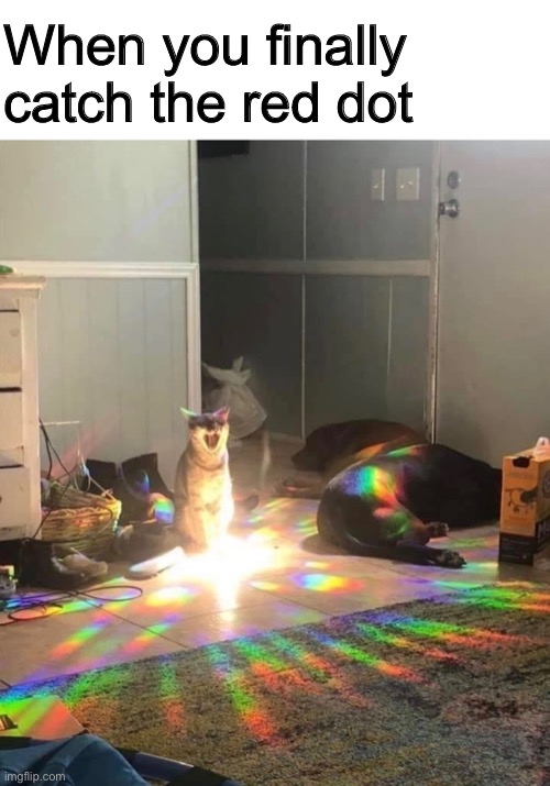 God has finally acknowledged me | When you finally catch the red dot | image tagged in memes,funny,cats,red dot | made w/ Imgflip meme maker