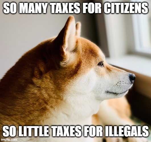 Much Snow | SO MANY TAXES FOR CITIZENS SO LITTLE TAXES FOR ILLEGALS | image tagged in much snow | made w/ Imgflip meme maker