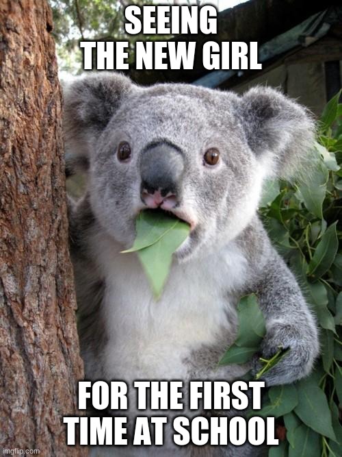 Surprised Koala | SEEING THE NEW GIRL; FOR THE FIRST TIME AT SCHOOL | image tagged in memes,surprised koala | made w/ Imgflip meme maker