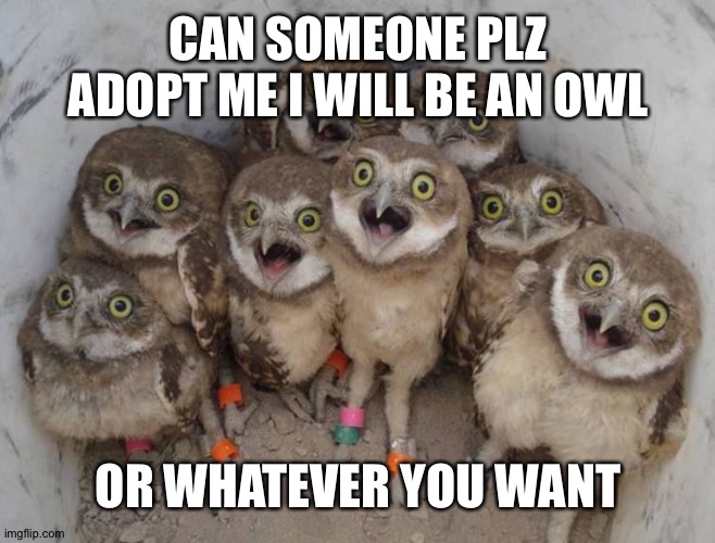 baby owls | CAN SOMEONE PLZ ADOPT ME I WILL BE AN OWL; OR WHATEVER YOU WANT | image tagged in baby owls | made w/ Imgflip meme maker