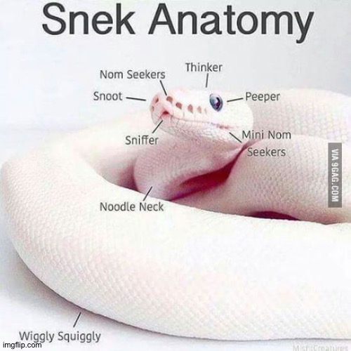 The VERY detailed anatomy of a snake | image tagged in snake,memes | made w/ Imgflip meme maker