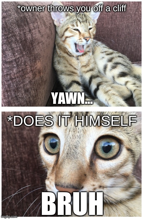 Cat meme | *owner throws you off a cliff; YAWN... *DOES IT HIMSELF; BRUH | image tagged in cats,cliff,bruh | made w/ Imgflip meme maker