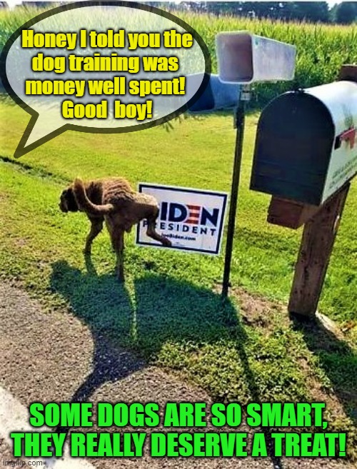 dog pees on biden sign | Honey I told you the
dog training was 
money well spent! 
Good  boy! SOME DOGS ARE SO SMART, THEY REALLY DESERVE A TREAT! | image tagged in political meme,funny meme,dog meme,joe biden,training,signs | made w/ Imgflip meme maker