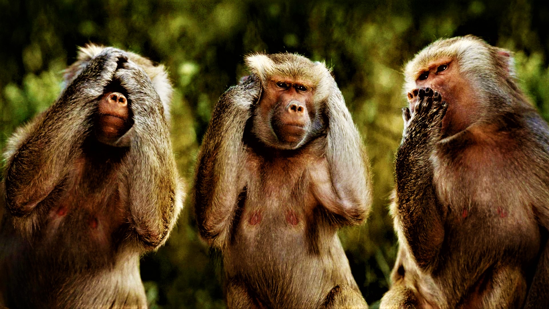 Monkey version of see no evil hear no evil speak no evil Blank Meme Template