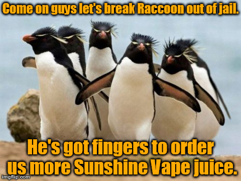 Penguin Gang Meme | Come on guys let's break Raccoon out of jail. He's got fingers to order us more Sunshine Vape juice. | image tagged in memes,penguin gang | made w/ Imgflip meme maker