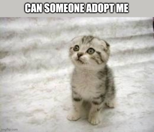 Plea | CAN SOMEONE ADOPT ME | image tagged in memes,sad cat | made w/ Imgflip meme maker