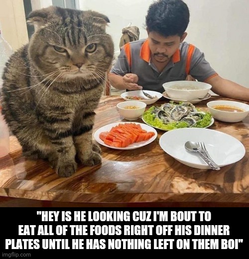 "HEY IS HE LOOKING CUZ I'M BOUT TO EAT ALL OF THE FOODS RIGHT OFF HIS DINNER PLATES UNTIL HE HAS NOTHING LEFT ON THEM BOI" | image tagged in cats,funny memes,savage memes | made w/ Imgflip meme maker