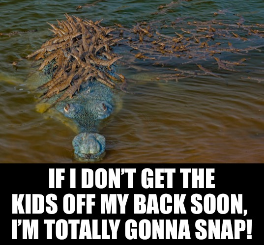 Six Months of Homeschooling | IF I DON’T GET THE KIDS OFF MY BACK SOON, 
I’M TOTALLY GONNA SNAP! | image tagged in funny memes,homeschool | made w/ Imgflip meme maker