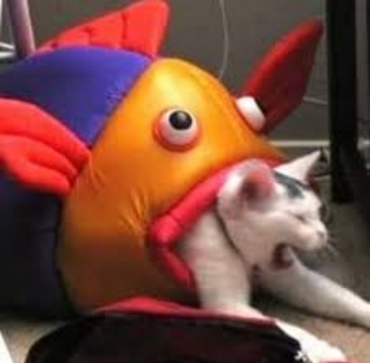 cat eats fish Blank Meme Template