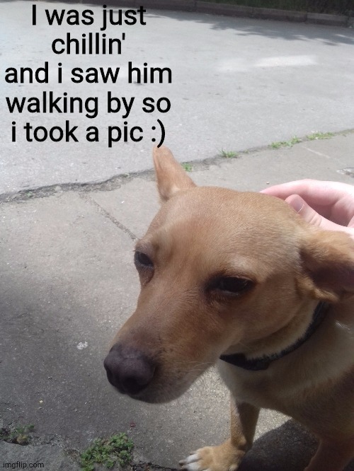 I think he was lost because the owner wasn't there | I was just chillin' and i saw him walking by so i took a pic :) | image tagged in cute,dogs | made w/ Imgflip meme maker