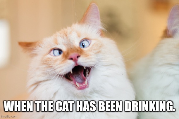 WHEN THE CAT HAS BEEN DRINKING. | image tagged in drunk cat | made w/ Imgflip meme maker
