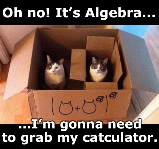 I Suck at Math |  Oh no! It’s Algebra... ...I’m gonna need to grab my catculator. | image tagged in funny memes,cats,math,algebra | made w/ Imgflip meme maker