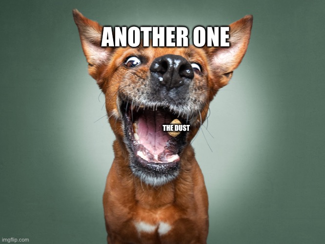 another one bites the dust | ANOTHER ONE; THE DUST | image tagged in another one bites the dust,dogs | made w/ Imgflip meme maker