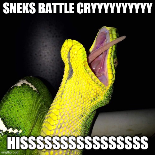 Snek eat  | SNEKS BATTLE CRYYYYYYYYYY HISSSSSSSSSSSSSSSS | image tagged in snek eat | made w/ Imgflip meme maker