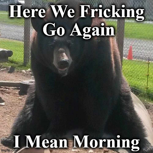bear | Here We Fricking
 Go Again; I Mean Morning | image tagged in bear | made w/ Imgflip meme maker