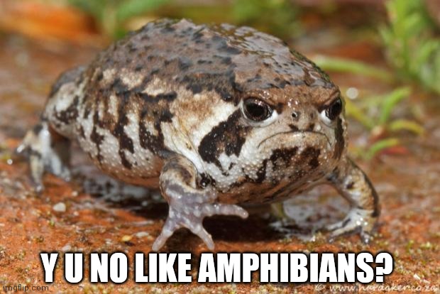 Grumpy Toad Meme | Y U NO LIKE AMPHIBIANS? | image tagged in memes,grumpy toad | made w/ Imgflip meme maker