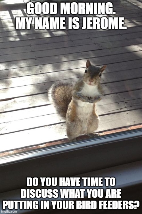 Do you have a moment to discuss... |  GOOD MORNING. MY NAME IS JEROME. DO YOU HAVE TIME TO DISCUSS WHAT YOU ARE PUTTING IN YOUR BIRD FEEDERS? | image tagged in squirrel,praise squirrel | made w/ Imgflip meme maker