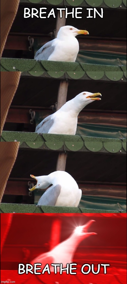 Breathe in | BREATHE IN; BREATHE OUT | image tagged in memes,inhaling seagull,breathe | made w/ Imgflip meme maker